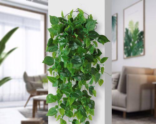 植物室内装饰的意义——为生活注入自然的灵感（植物室内装饰）