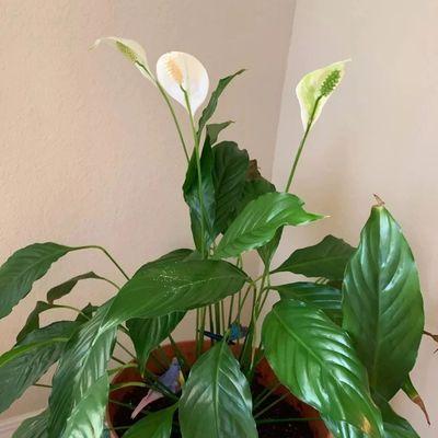 植物室内装饰的意义——为生活注入自然的灵感（植物室内装饰）