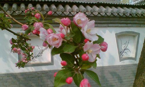 观叶海棠花语（探索观叶海棠的花语）