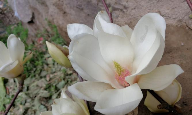 白玉兰开花次数及花期分析（探究白玉兰的开花规律）