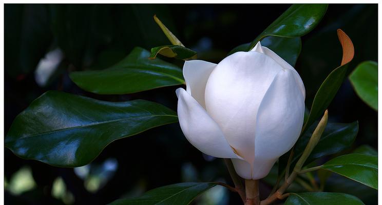 广玉兰花的象征意义与美丽之韵（广玉兰花——中国花卉文化的瑰宝）
