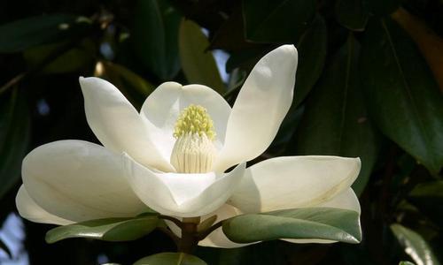 广玉兰花的象征意义与美丽之韵（广玉兰花——中国花卉文化的瑰宝）