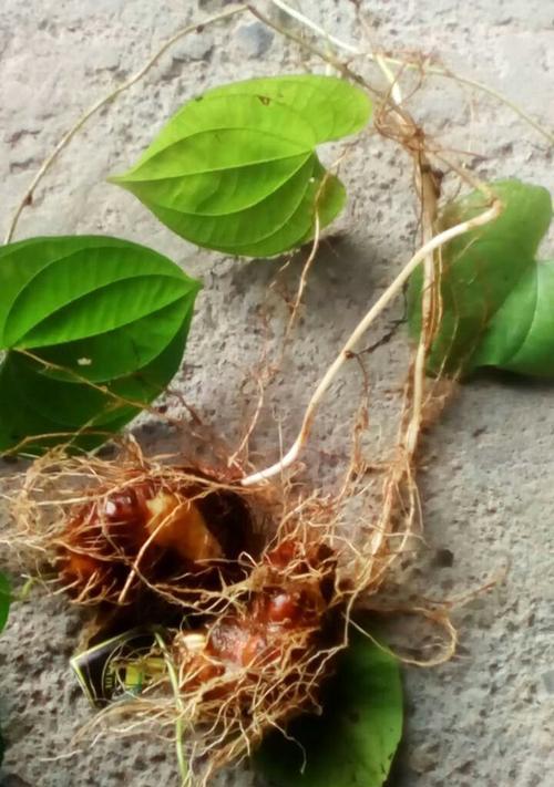 白玉菩提——神秘植物的种子（探索白玉菩提的成因）