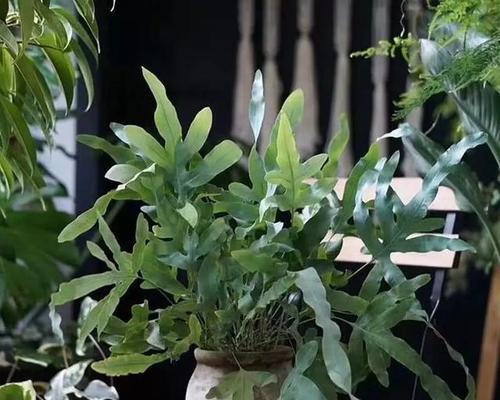 以龟背竹花语的意义及传说故事（探索以龟背竹的花语和它的文化传统）