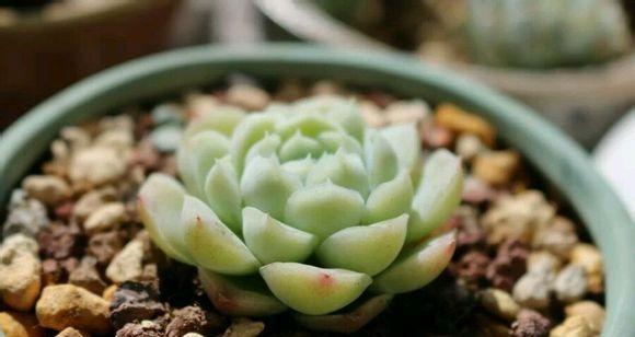 白月影多肉的养殖方法和注意事项（打造独具特色的多肉植物）