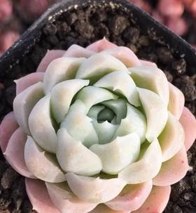 如何养出状态良好的白月影（白月影养成指南）