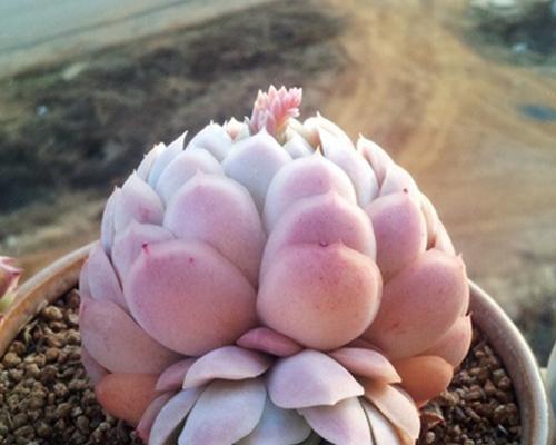 养护白月影粉色群生，打造梦幻花海（打造梦幻花海）