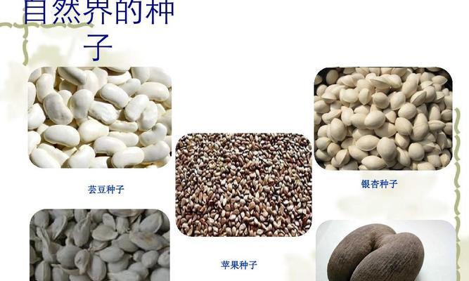 白芸豆——一种营养丰富的植物种子（了解白芸豆的营养成分与种植方法）