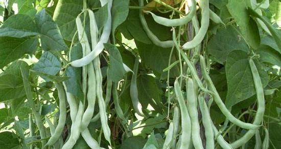 白芸豆种植时间和方法详解（从选地到收获）