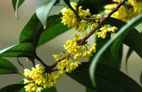 桂花花语（桂花的花语及其象征意义）
