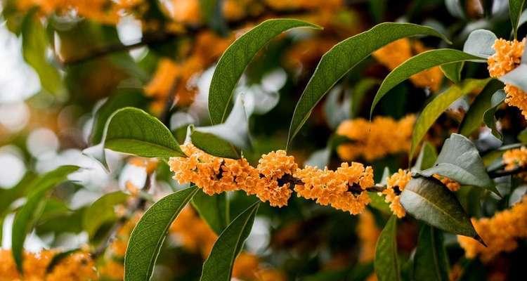 桂花开花寓意与美好生活（五彩斑斓的桂花）