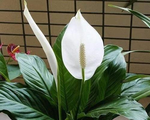 如何正确地催花白掌（催花时间、方法、注意事项）