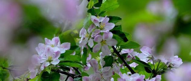 海棠花的花语与美丽传说（探寻海棠花的花语和传说）