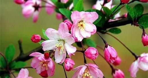 海棠花的花语与美丽传说（探寻海棠花的花语和传说）