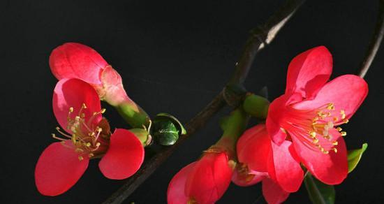 海棠花的花语与美丽传说（探寻海棠花的花语和传说）