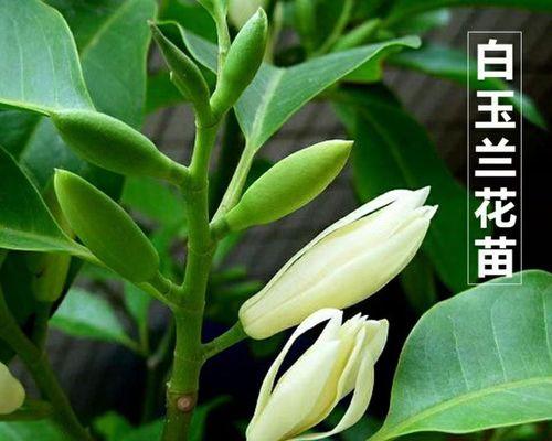 含笑花（阳光笑容下的秘密）