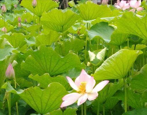荷花的花语——生命与纯洁的象征（荷花的美丽与寓意）