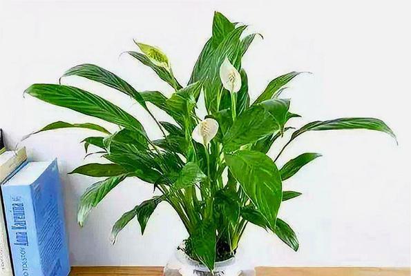 白掌养护指南（如何合理浇水）
