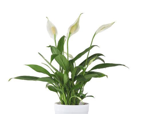 白掌花，室内美丽绿植的首选（室内养护技巧及养殖心得）