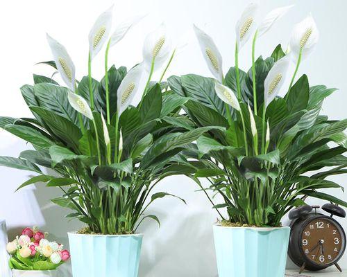白掌花，室内美丽绿植的首选（室内养护技巧及养殖心得）