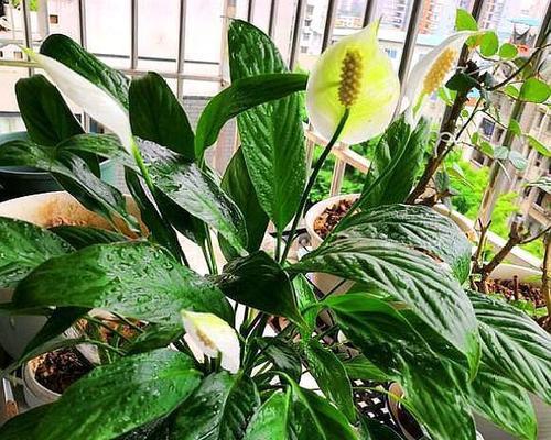 白掌花分盆方法及时间（正确分盆步骤）