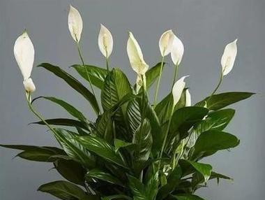白掌花分盆方法及时间（正确分盆步骤）