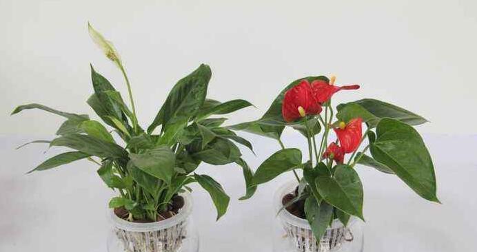 白掌花种子繁殖方法详解（如何收集、保存、播种白掌花种子）