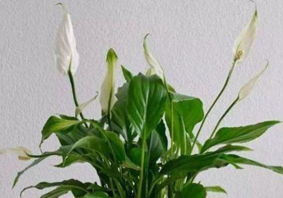 白掌花种子繁殖方法详解（如何收集、保存、播种白掌花种子）