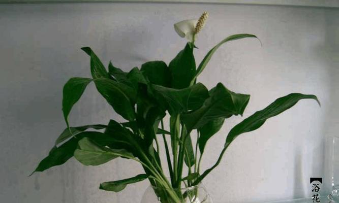 白掌花的养殖全攻略（种植环境与技巧）