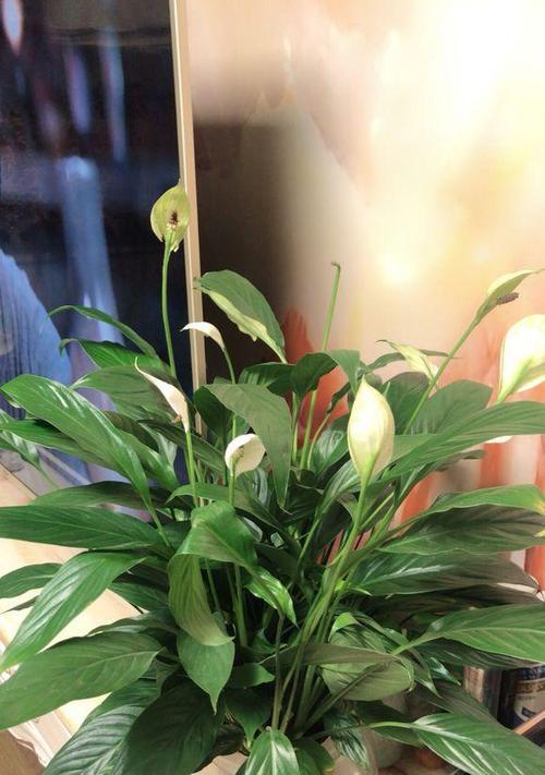 白掌花的养殖全攻略（种植环境与技巧）