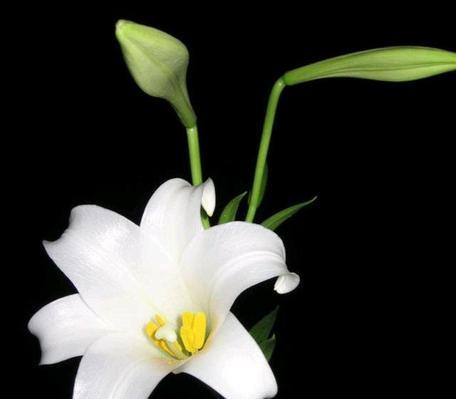 黑色风信子花语——传达神秘与悲伤的美（揭开黑色风信子的花语之谜）