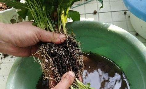 白掌开花后的养护方法（如何正确处理白掌花朵的凋谢和枯萎）