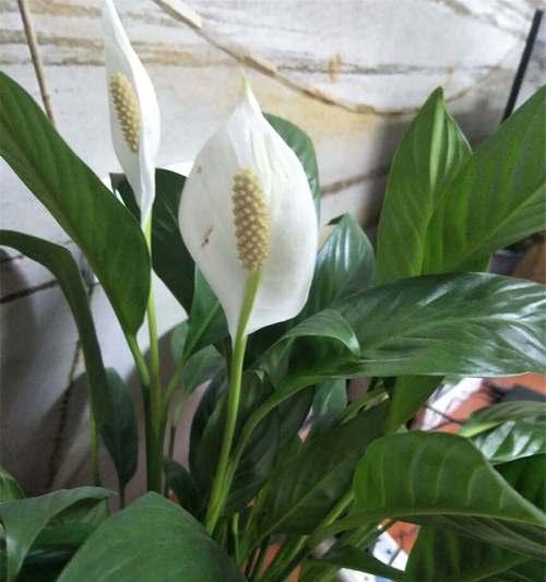 白掌开花后的养护方法（如何正确处理白掌花朵的凋谢和枯萎）