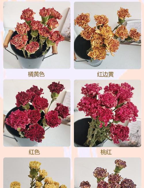 红边康乃馨花语（美丽的康乃馨）