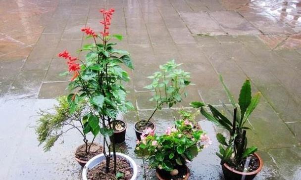 白掌可以淋雨吗（雨水能否让白掌更加茁壮成长）