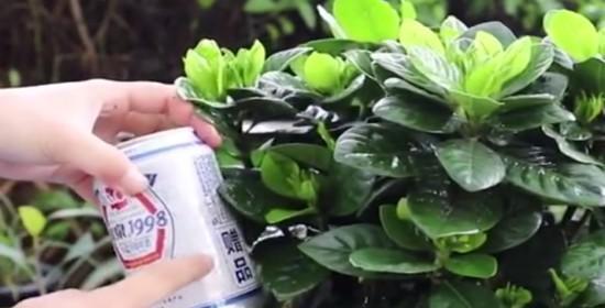 白掌养护技巧与啤酒浇水（掌握正确养护方式）
