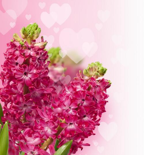红色风信子的花语（红色风信子传递的爱与热情）