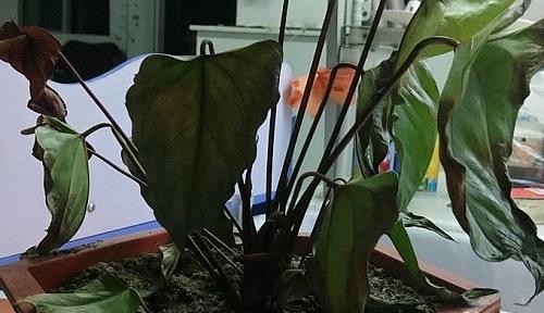 白掌烂根该如何处理（白掌烂根的成因和治疗方法）