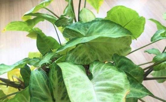白掌烂根该如何处理（白掌烂根的成因和治疗方法）
