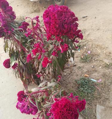 红色鸡冠花的美丽花语（揭开红色鸡冠花背后的花语之谜）