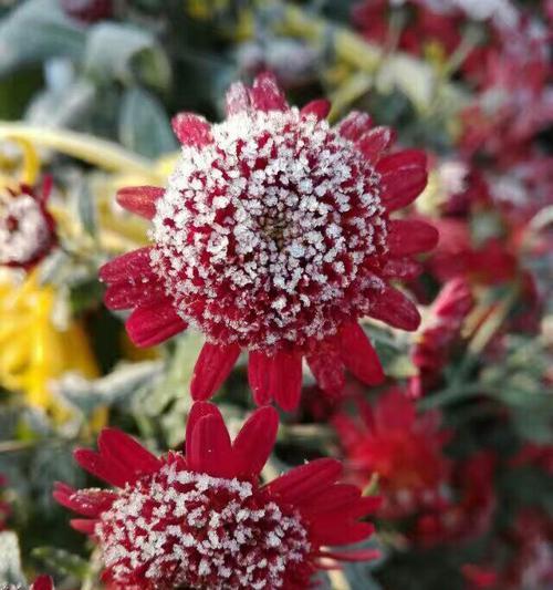 红色菊花赤炎的花语（红色菊花赤炎的花语和象征意义解析）