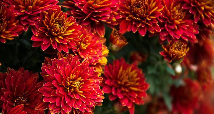 红色菊花赤炎的花语（红色菊花赤炎的花语和象征意义解析）