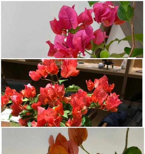 红色三角梅花语三角恋（爱情的交错与纠缠）