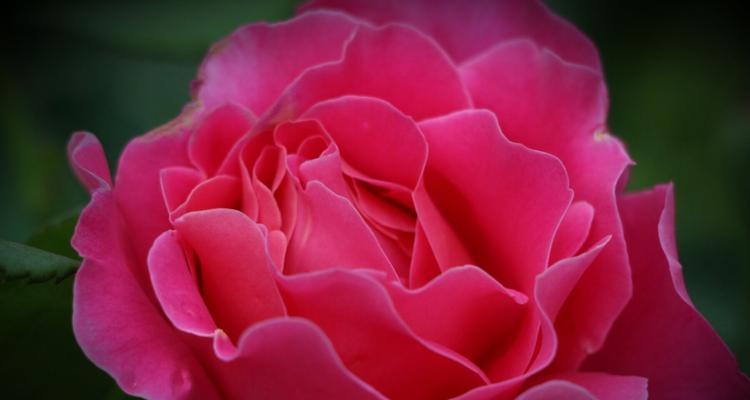 红色月季花语——爱情的热情之花（以红色月季花为寓言）