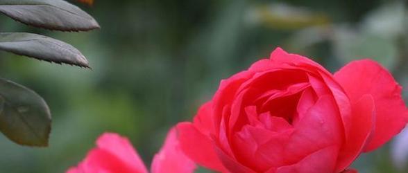 红色月季花语——爱情的热情之花（以红色月季花为寓言）