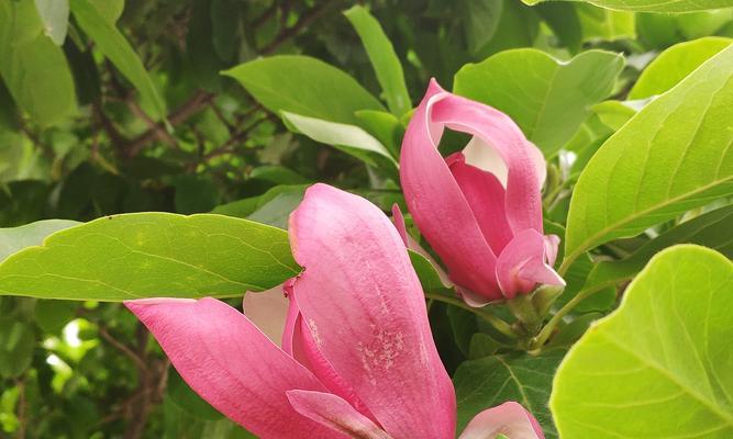 红玉兰花（红玉兰花的花语）