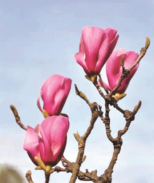 红玉兰花（红玉兰花的花语）