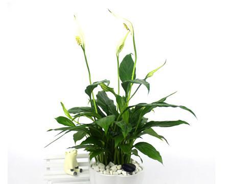 白掌花开四季，花期长久（探究白掌的开花特性和生长环境）