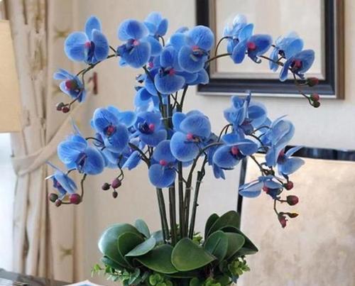 蝴蝶兰花开（探寻蝴蝶兰花开的内在意义及其与人类生活的关联）