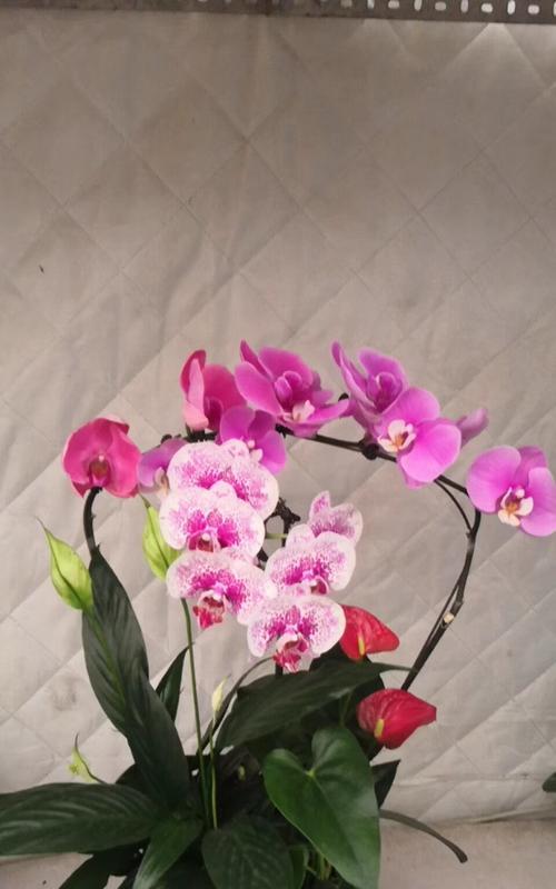 蝴蝶兰花语的含意（探索蝴蝶兰的独特魅力）